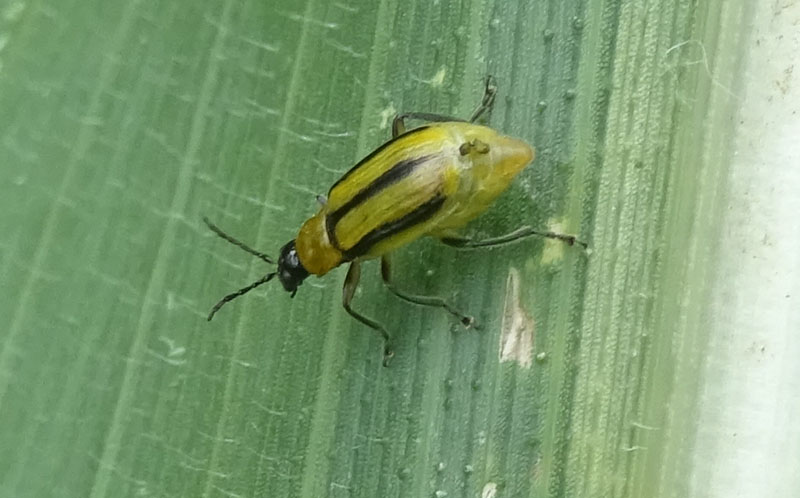 Diabrotica virgifera, Chrysomelidae alieno